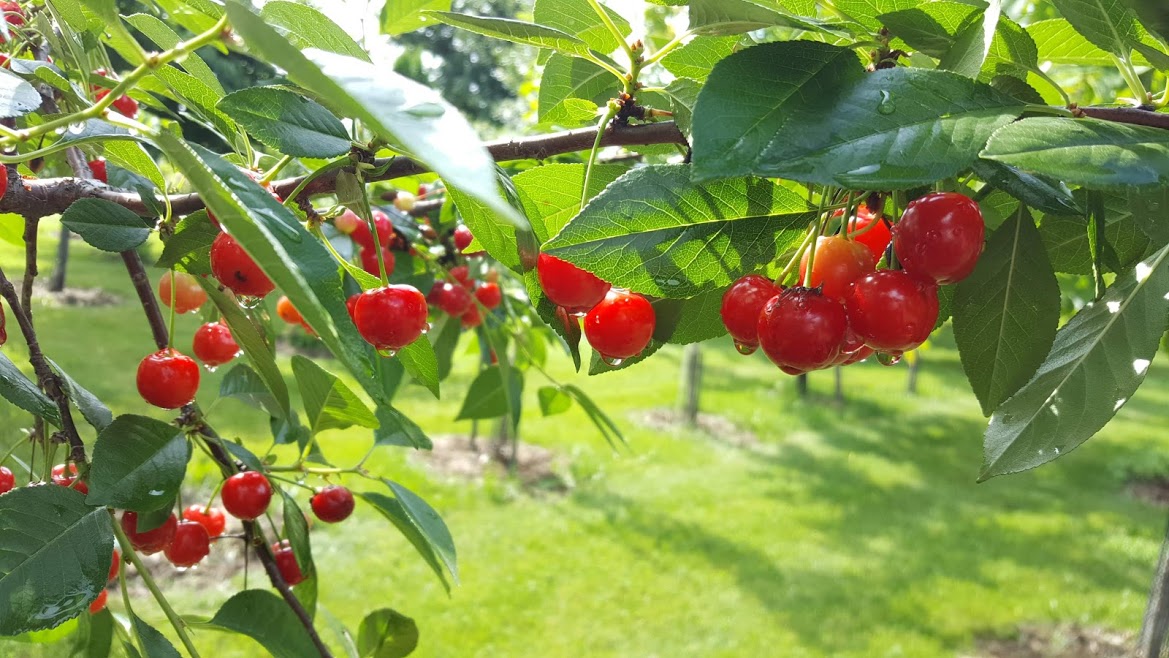 north star cherry tree pollination